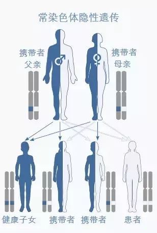 常染色体隐性遗传